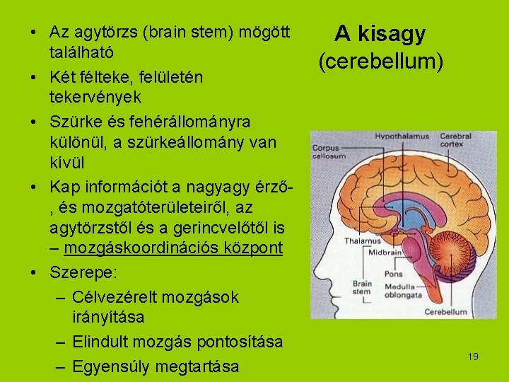  • Az agytörzs (brain stem) mögött található • Két félteke, felületén tekervények •