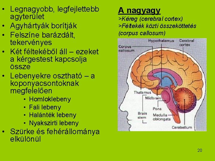  • Legnagyobb, legfejlettebb agyterület • Agyhártyák borítják • Felszíne barázdált, tekervényes • Két