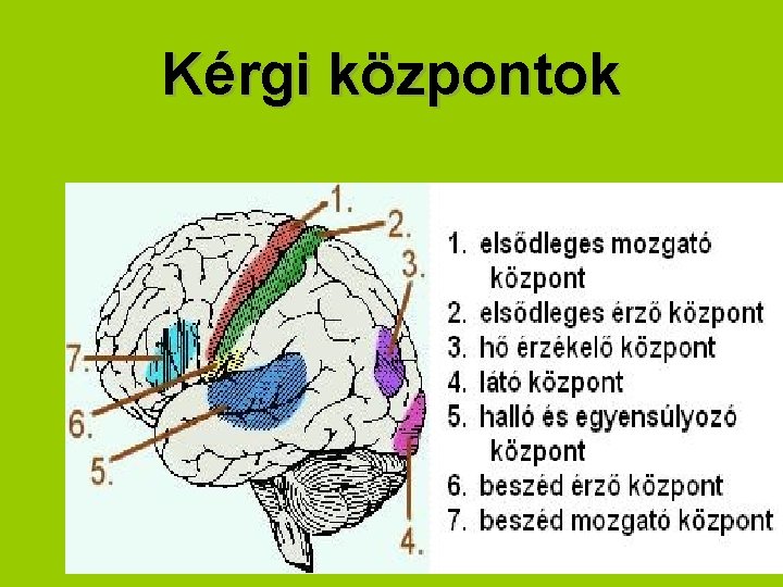 Kérgi központok 22 