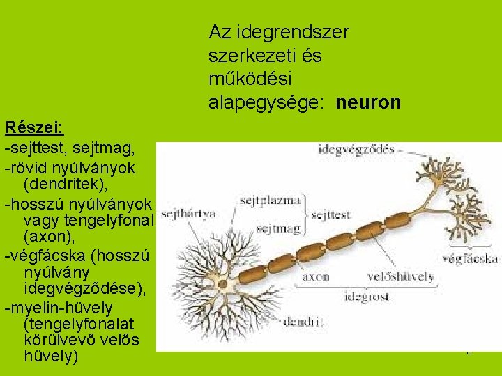 Az idegrendszerkezeti és működési alapegysége: neuron Részei: -sejttest, sejtmag, -rövid nyúlványok (dendritek), -hosszú nyúlványok