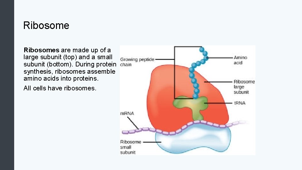 Ribosomes are made up of a large subunit (top) and a small subunit (bottom).