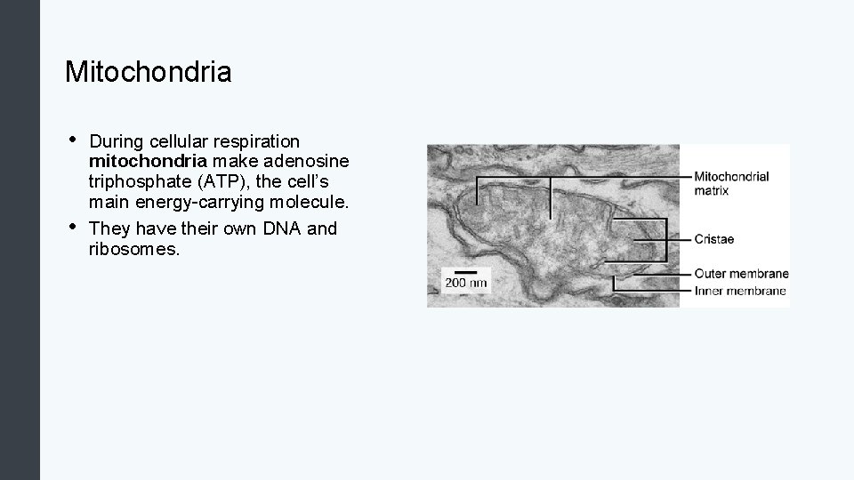 Mitochondria • • During cellular respiration mitochondria make adenosine triphosphate (ATP), the cell’s main