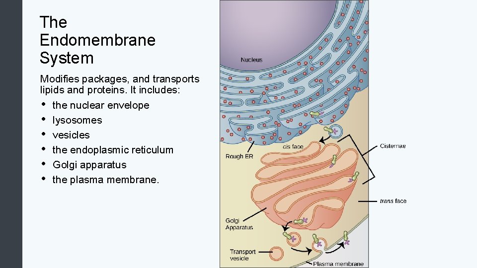 The Endomembrane System Modifies packages, and transports lipids and proteins. It includes: • the