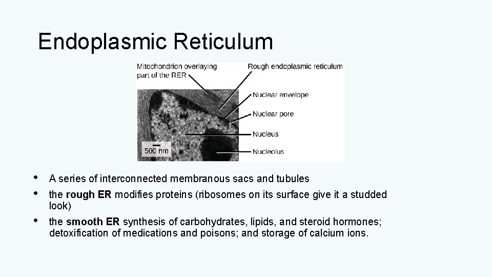 Endoplasmic Reticulum • • A series of interconnected membranous sacs and tubules • the