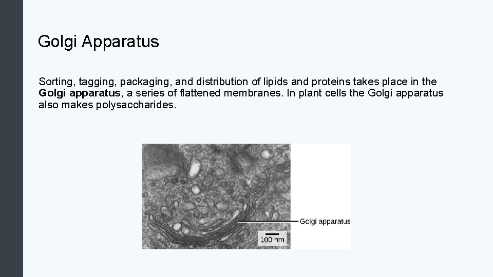 Golgi Apparatus Sorting, tagging, packaging, and distribution of lipids and proteins takes place in