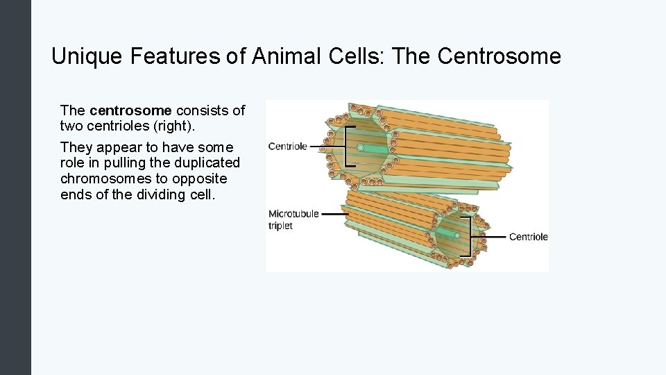 Unique Features of Animal Cells: The Centrosome The centrosome consists of two centrioles (right).