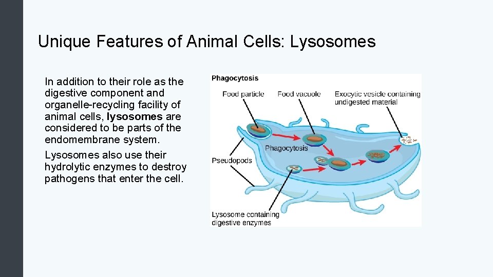 Unique Features of Animal Cells: Lysosomes In addition to their role as the digestive