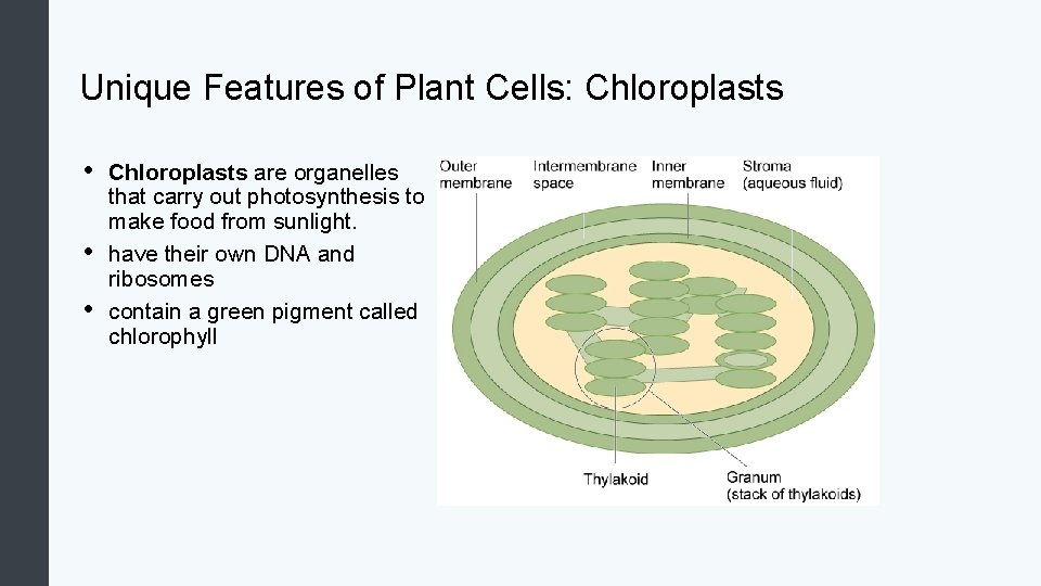 Unique Features of Plant Cells: Chloroplasts • • • Chloroplasts are organelles that carry