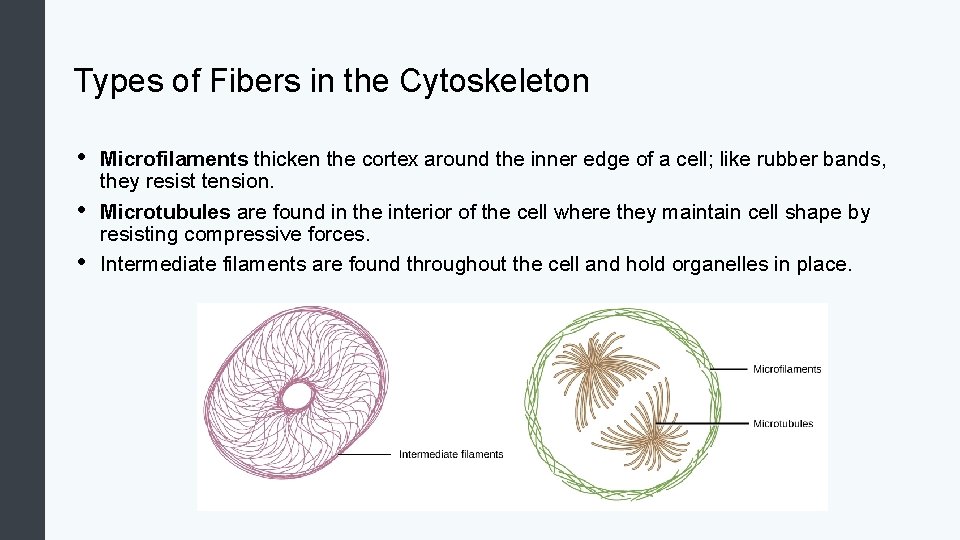 Types of Fibers in the Cytoskeleton • • • Microfilaments thicken the cortex around