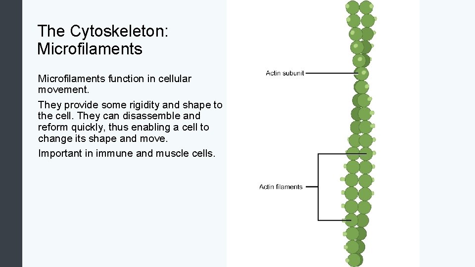 The Cytoskeleton: Microfilaments function in cellular movement. They provide some rigidity and shape to