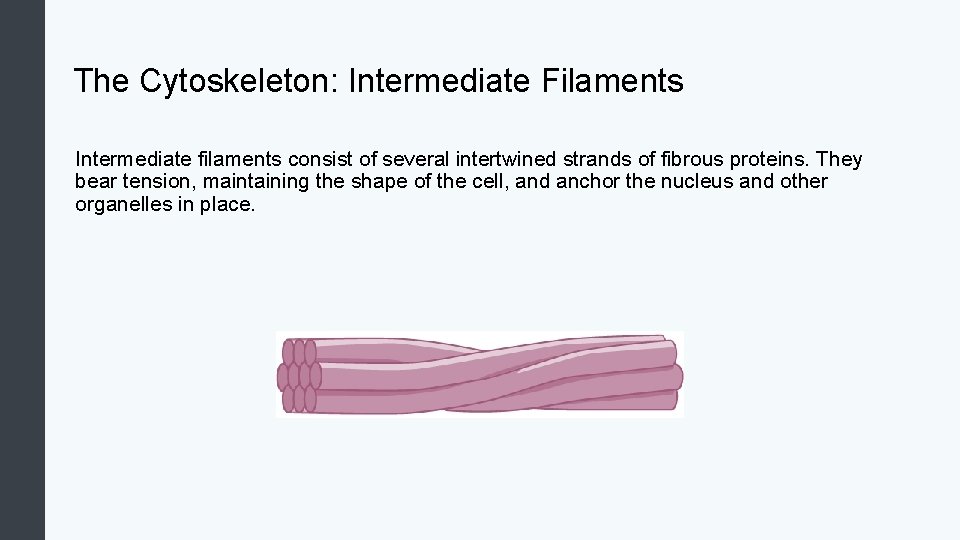 The Cytoskeleton: Intermediate Filaments Intermediate filaments consist of several intertwined strands of fibrous proteins.