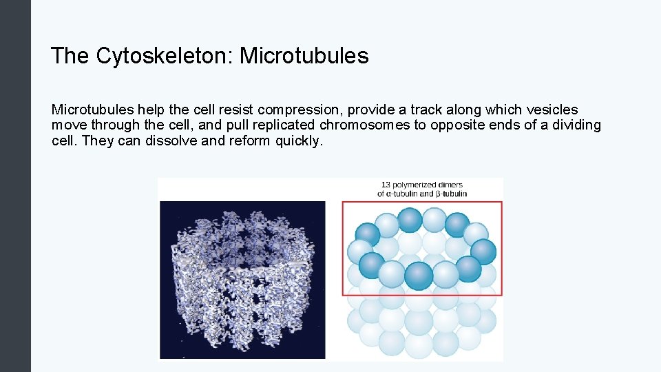 The Cytoskeleton: Microtubules help the cell resist compression, provide a track along which vesicles