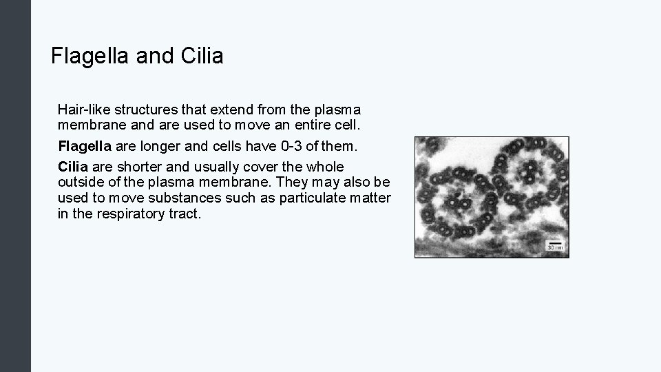 Flagella and Cilia Hair-like structures that extend from the plasma membrane and are used