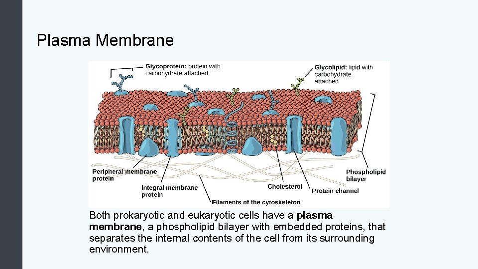 Plasma Membrane Both prokaryotic and eukaryotic cells have a plasma membrane, a phospholipid bilayer