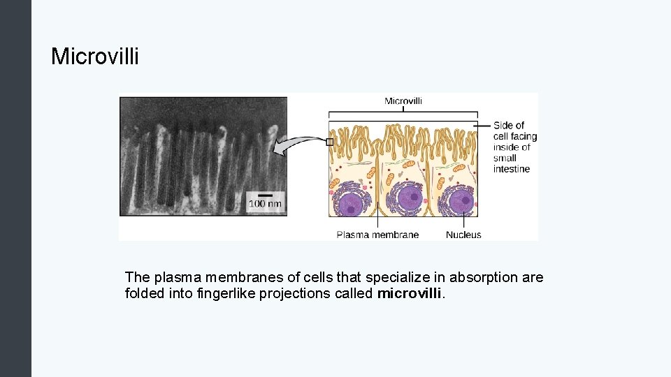 Microvilli The plasma membranes of cells that specialize in absorption are folded into fingerlike