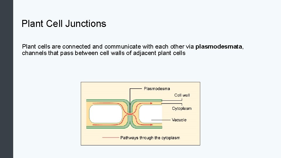 Plant Cell Junctions Plant cells are connected and communicate with each other via plasmodesmata,