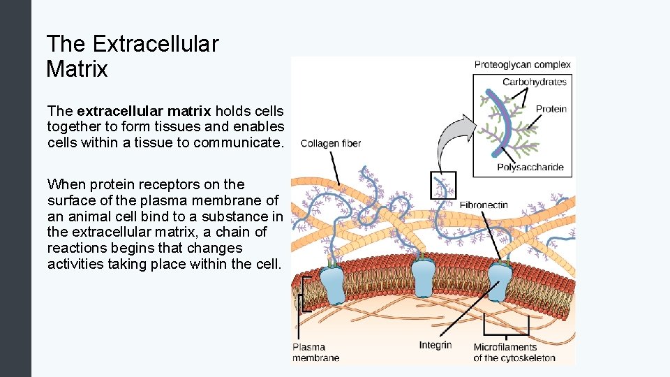 The Extracellular Matrix The extracellular matrix holds cells together to form tissues and enables