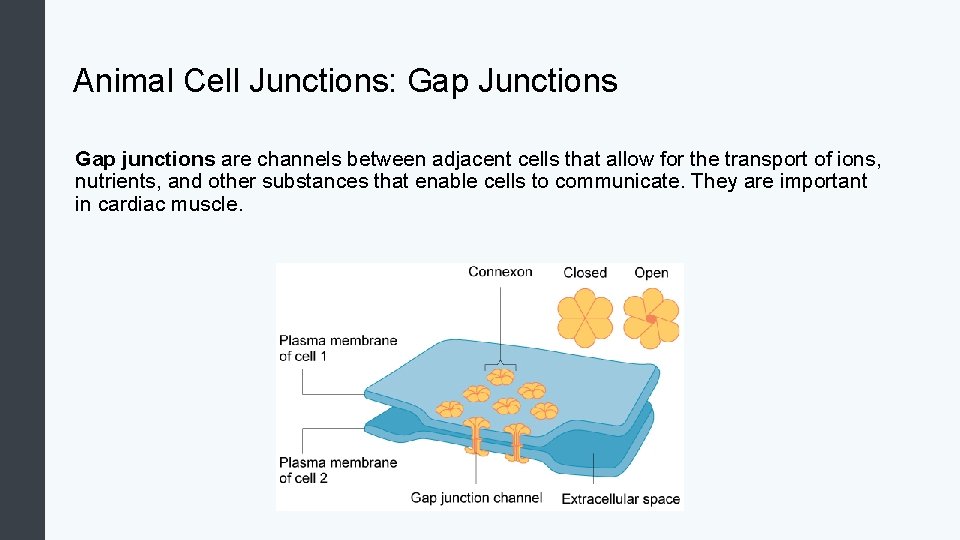 Animal Cell Junctions: Gap Junctions Gap junctions are channels between adjacent cells that allow