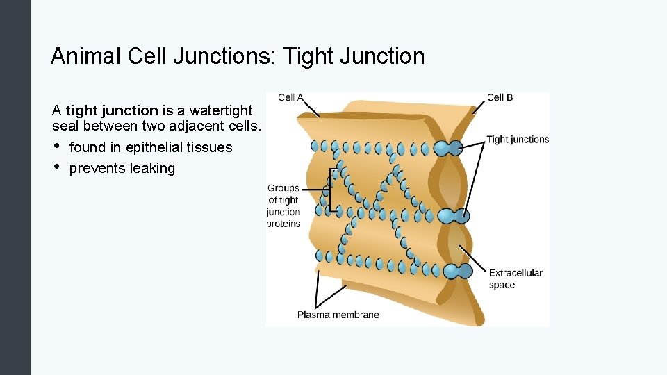 Animal Cell Junctions: Tight Junction A tight junction is a watertight seal between two
