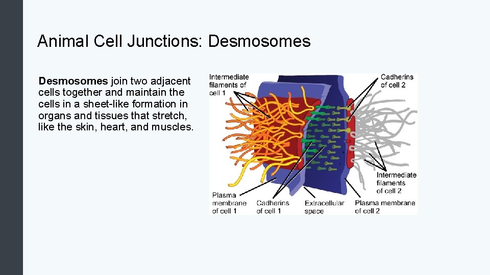 Animal Cell Junctions: Desmosomes join two adjacent cells together and maintain the cells in