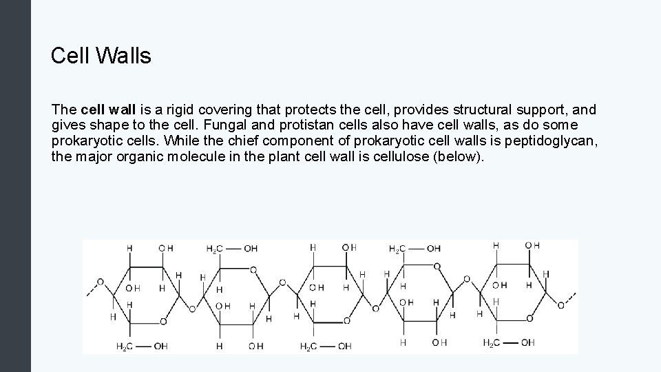 Cell Walls The cell wall is a rigid covering that protects the cell, provides