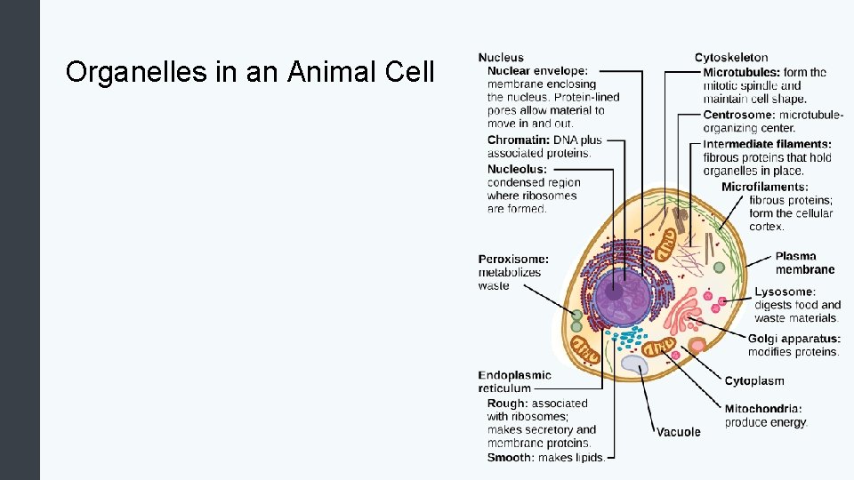 Organelles in an Animal Cell 