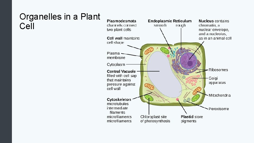 Organelles in a Plant Cell 