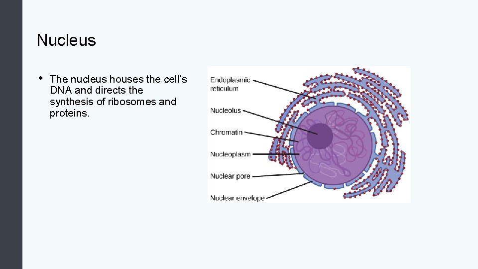 Nucleus • The nucleus houses the cell’s DNA and directs the synthesis of ribosomes