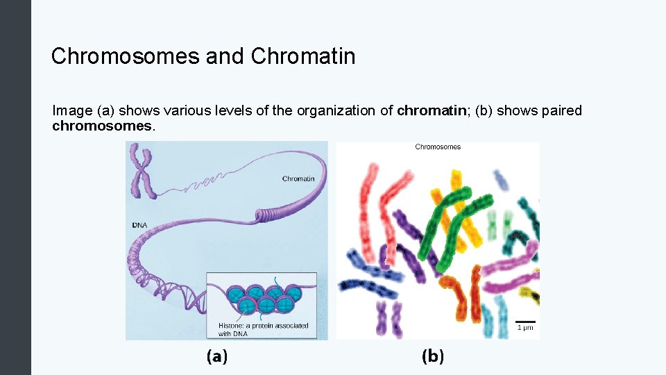 Chromosomes and Chromatin Image (a) shows various levels of the organization of chromatin; (b)