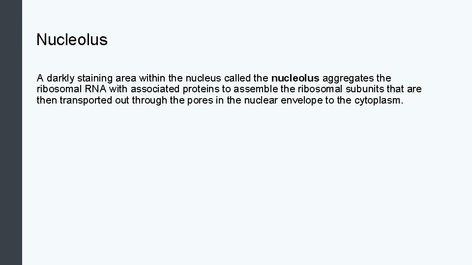 Nucleolus A darkly staining area within the nucleus called the nucleolus aggregates the ribosomal
