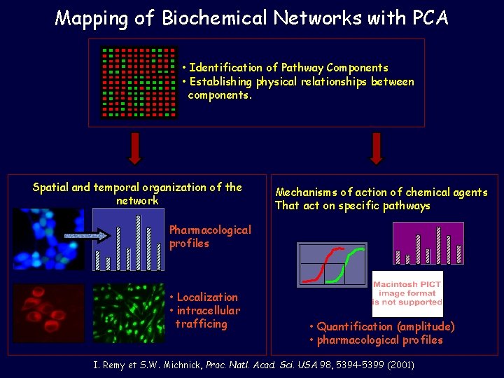Mapping of Biochemical Networks with PCA • Identification of Pathway Components • Establishing physical