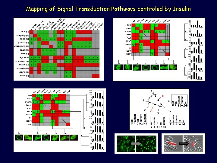 Mapping of Signal Transduction Pathways controled by Insulin 