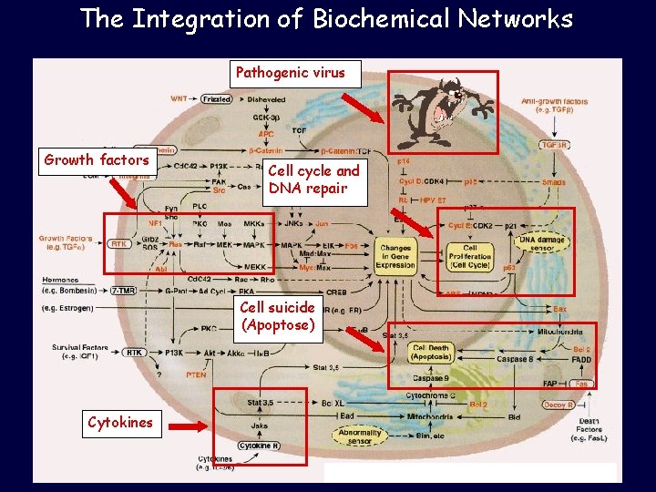 The Integration of Biochemical Networks Pathogenic virus Growth factors Cell cycle and DNA repair