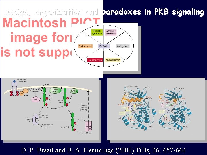 Design, organization and paradoxes in PKB signaling D. P. Brazil and B. A. Hemmings