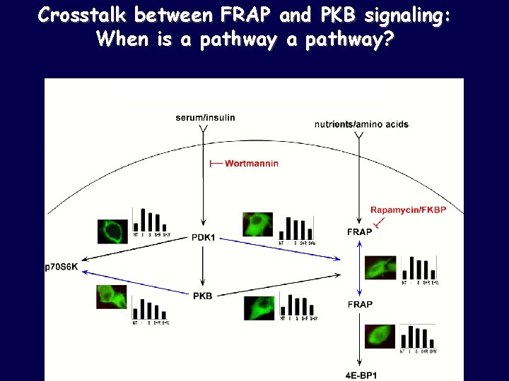 Crosstalk between FRAP and PKB signaling: When is a pathway? 