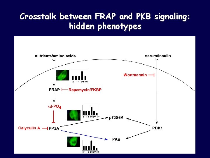 Crosstalk between FRAP and PKB signaling: hidden phenotypes 