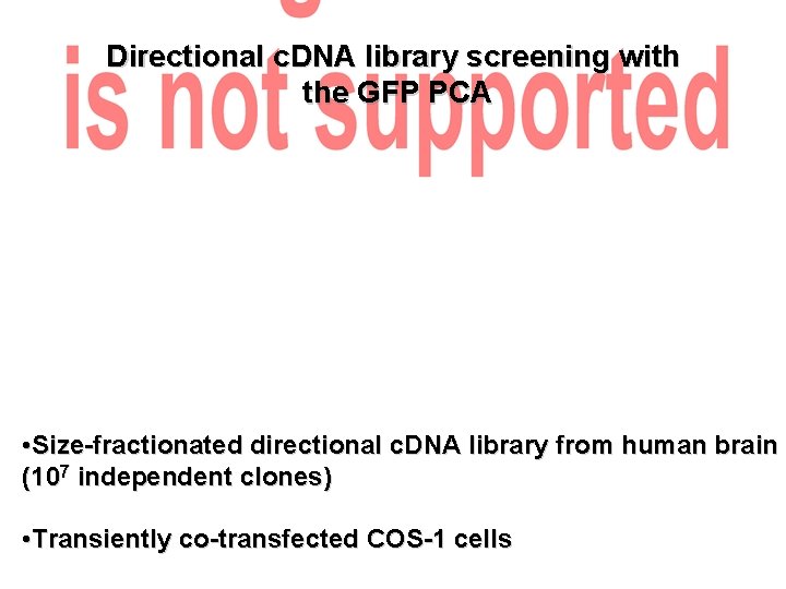 Directional c. DNA library screening with the GFP PCA • Size-fractionated directional c. DNA