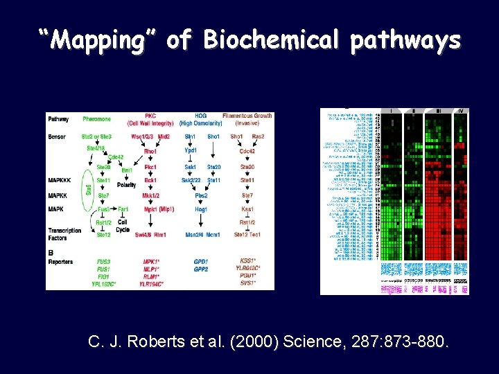 “Mapping” of Biochemical pathways C. J. Roberts et al. (2000) Science, 287: 873 -880.