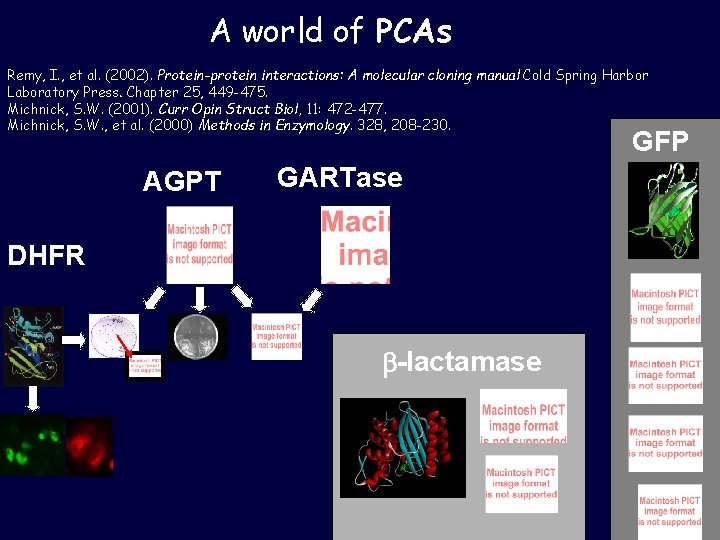 A world of PCAs Remy, I. , et al. (2002). Protein-protein interactions: A molecular