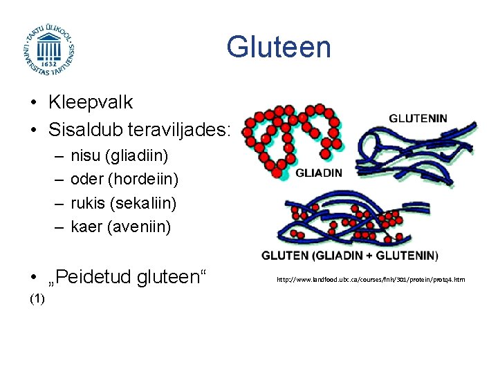 Gluteen • Kleepvalk • Sisaldub teraviljades: – – nisu (gliadiin) oder (hordeiin) rukis (sekaliin)