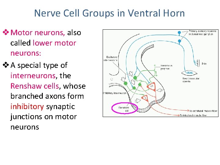 Nerve Cell Groups in Ventral Horn v Motor neurons, also called lower motor neurons:
