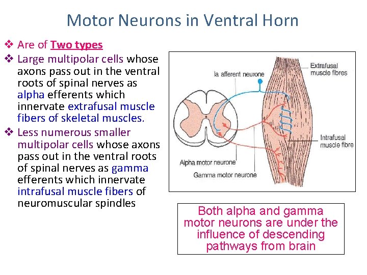 Motor Neurons in Ventral Horn v Are of Two types v Large multipolar cells