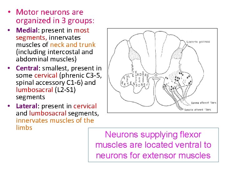  • Motor neurons are organized in 3 groups: • Medial: present in most
