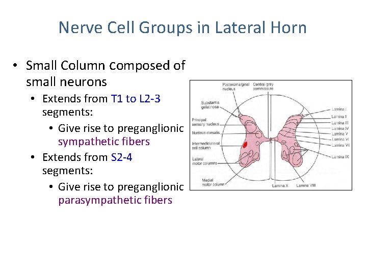 Nerve Cell Groups in Lateral Horn • Small Column composed of small neurons •