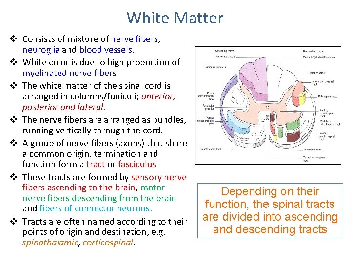 White Matter v Consists of mixture of nerve fibers, neuroglia and blood vessels. v