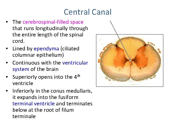 Central Canal • The cerebrospinal-filled space that runs longitudinally through the entire length of