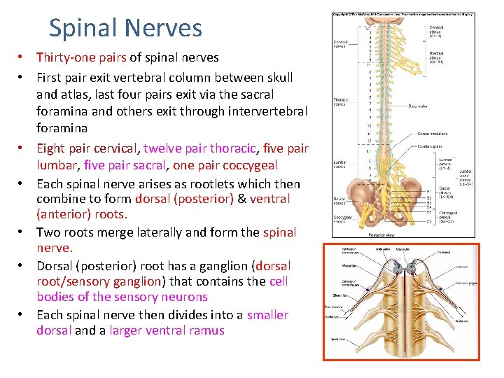 Spinal Nerves • Thirty-one pairs of spinal nerves • First pair exit vertebral column