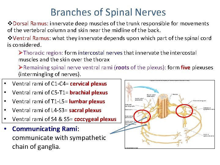 Branches of Spinal Nerves v. Dorsal Ramus: innervate deep muscles of the trunk responsible