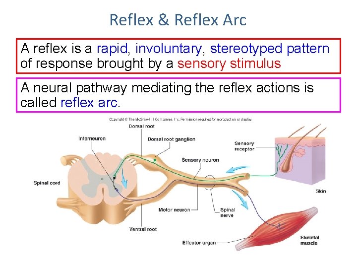 Reflex & Reflex Arc A reflex is a rapid, involuntary, stereotyped pattern of response