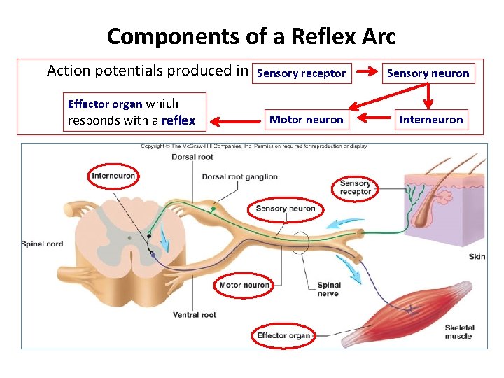 Components of a Reflex Arc Action potentials produced in Effector organ which responds with